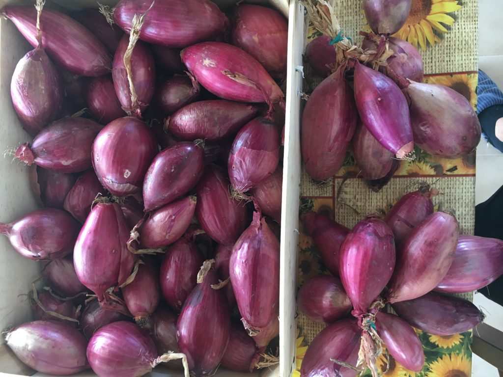 Cipolla lunga di Tropea Bio